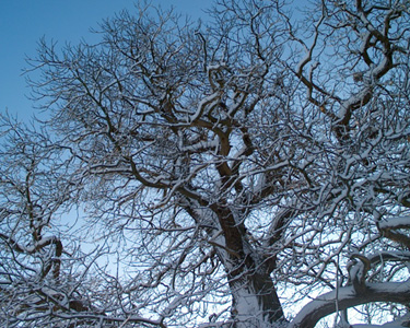 Tree In The Meadow In The Snow