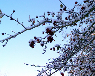 Berries in the snow In The Snow