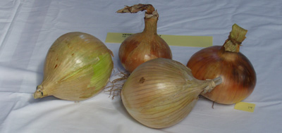 Onions
