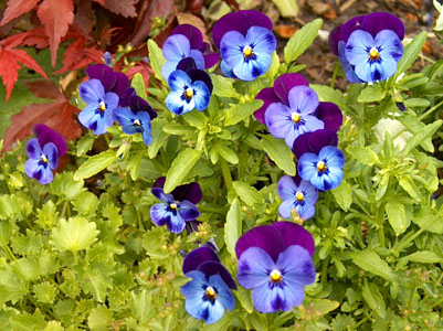The garden of Linda and Laurence Freel