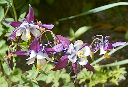 The garden of Cathy and Bob Dellar