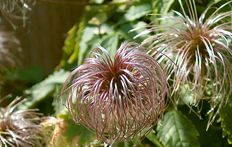 The garden of Cathy and Bob Dellar