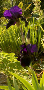 The garden of Cathy and Bob Dellar