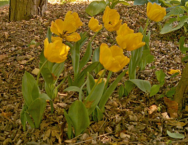The garden of Lyn and Phil Clarke