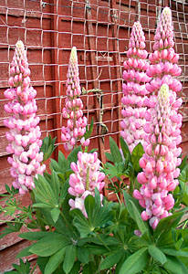 The garden of Jess and Terry Lifford