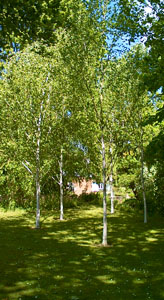The garden of Sue and Mike Berridge