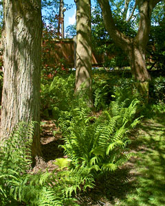 The garden of Sue and Mike Berridge