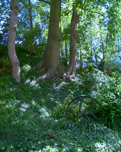 The garden of Sue and Mike Berridge