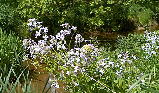 The garden of Samah and Martin Green