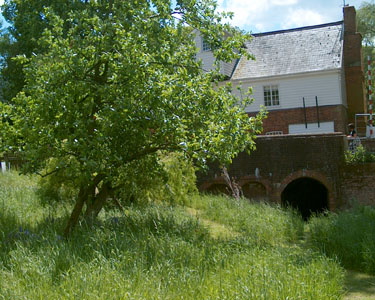 The garden of David Lee
