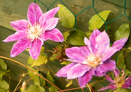 The garden of Samah and Martin Green