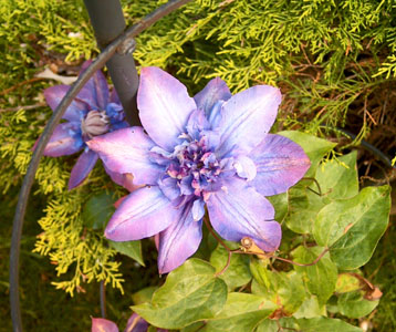 The garden of Samah and Martin Green