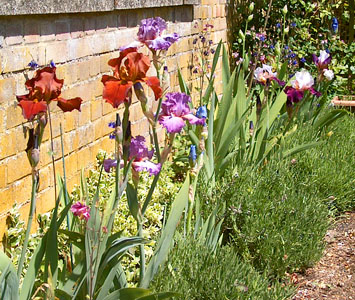 The garden of Madge and John Pelling