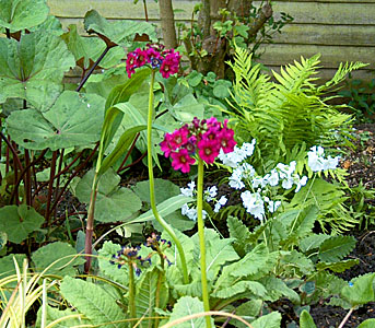 The garden of Madge and John Pelling