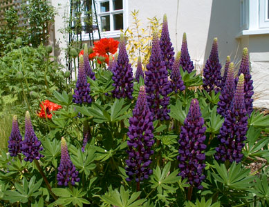 The garden of Madge and John Pelling