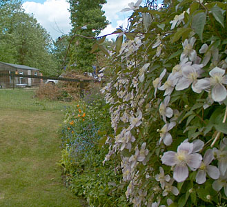 The garden of Candice Danleigh and Mike Freed