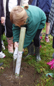 Rowen Planting